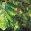 Sorbus mougeotti